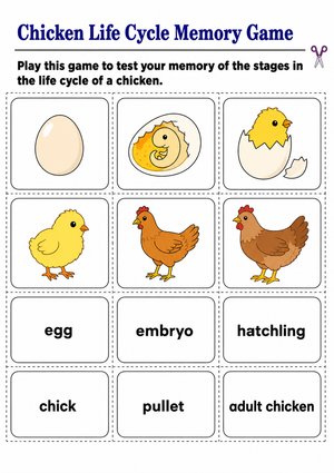 Grade 3 Chicken Life Cycle — Printable Memory Game