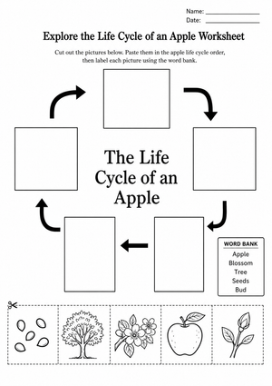 Printable Apple Life Cycle Worksheet | Grade 3 Science