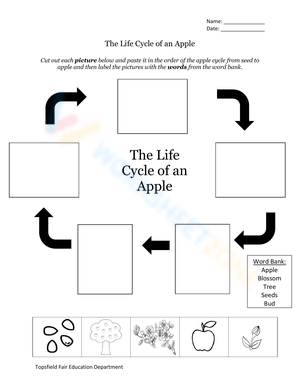 Explore the Life Cycle of an Apple Worksheet