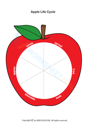 Study the Apple Life Cycle Worksheet