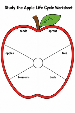 Study the Apple Life Cycle Worksheet