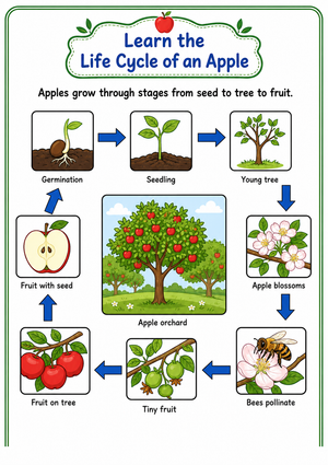 Learn the Life Cycle of an Apple Worksheet