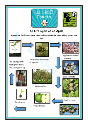 Learn the Life Cycle of an Apple Worksheet