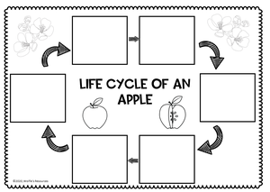 Life cycle of an apple