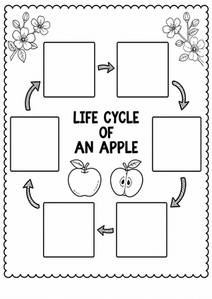 Apple Life Cycle Worksheet | Grade 3 Printable