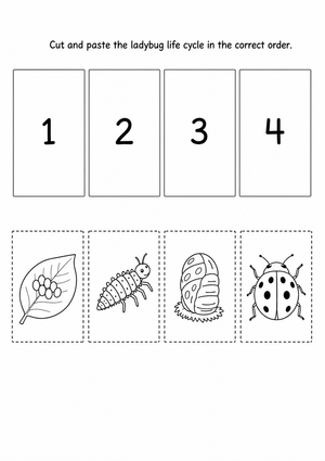 Grade 3 Ladybug Life Cycle — Printable No-Prep Worksheet