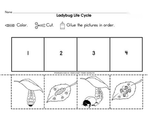 Study the Ladybug Life Cycle Worksheet