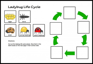 Ladybug Life Cycle Stages Worksheet