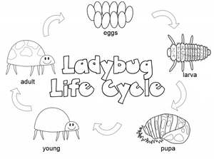 Ladybug Life Cycle Exploration Worksheet