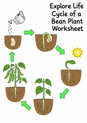 Grade 3 Bean Plant Life Cycle — Printable No-Prep Worksheet