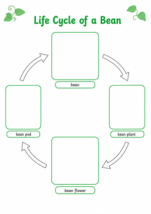 Life Cycle of a Bean Worksheet (3 Levels) | Grade 3 Ready