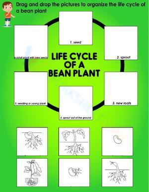 Life Cycle of a Bean Plant Worksheet