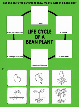 Printable Bean Plant Life Cycle Worksheet | Grade 3