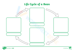 The Life Cycle of a Bean: A Worksheet