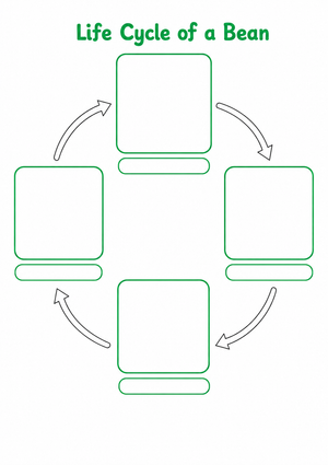 Life Cycle of a Bean Worksheet | Grade 3 Essential