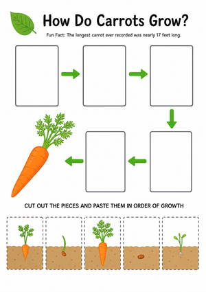 Carrot Life Cycle Printable Worksheet | Grade 3 Science