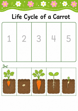 Printable Carrot Life Cycle Worksheet | Grade 4 Science