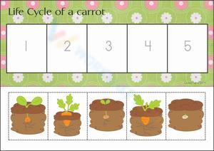Explore the Life Cycle of a Carrot Worksheet
