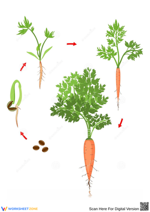 Carrot Plant Life Cycle Diagram