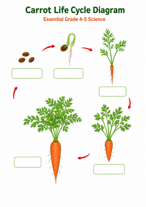 Carrot Life Cycle Worksheet | Essential Grade 4-5 Science