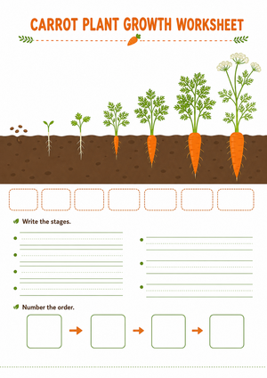 Carrot Life Cycle Worksheet | Printable Grade 3 Science