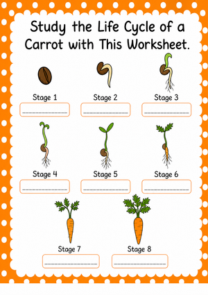 Carrot Life Cycle Worksheet | Essential Grade 3 Science