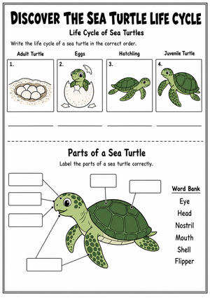 Discover the Sea Turtle Life Cycle