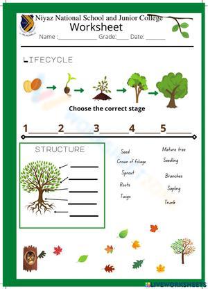 Life cycle of a tree
