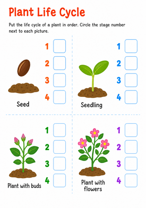 Plant Life Cycle Worksheet — Grade 3 Printable