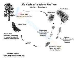 White Pine Tree Life Cycle Worksheet