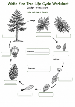 Printable Pine Tree Life Cycle Worksheet | Grade 4 Science