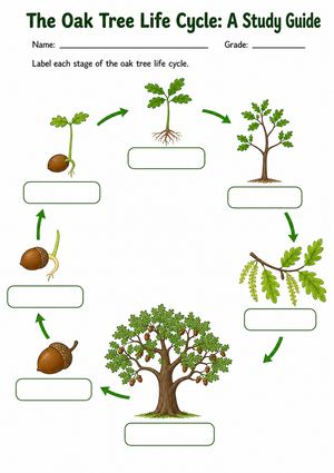Oak Tree Life Cycle Worksheet | Grade 2-5 Essential