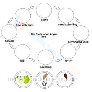 Apple Tree Life Cycle: From Seed to Fruit