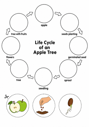 Printable Apple Tree Life Cycle Worksheet | Grade 3