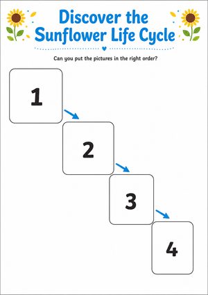 Sunflower Life Cycle Worksheet (3 Levels) | Grade 3 Ready