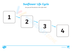 Discover the Sunflower Life Cycle