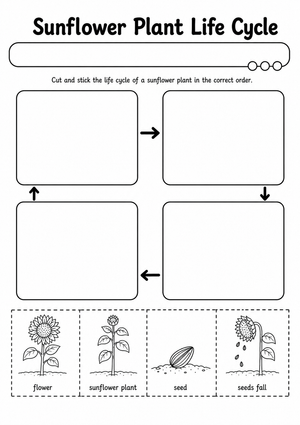 Sunflower Life Cycle Worksheet (3 Levels) | Grade 3 Ready