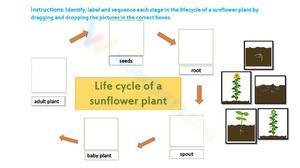 Exploring the Sunflower Plant Life Cycle