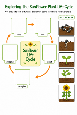 Sunflower Life Cycle Worksheet | Grade 3 Essential