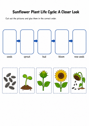 Grade 3 Sunflower Life Cycle — Printable No-Prep Worksheet