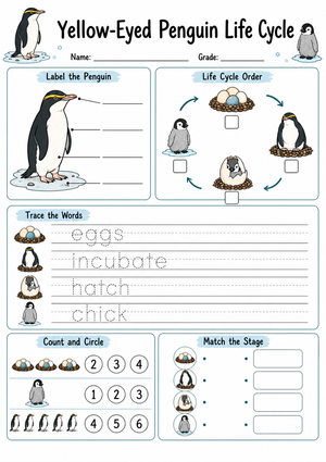 Yellow-Eyed Penguin Life Cycle Printable | Grade 3 Science