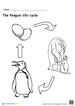 Penguin Life Cycle Diagram