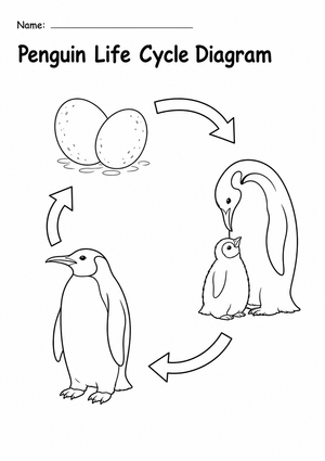 Penguin Life Cycle Diagram | Essential Grade 3 Science