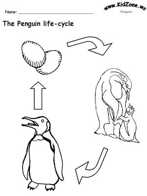 The penguin life cycle