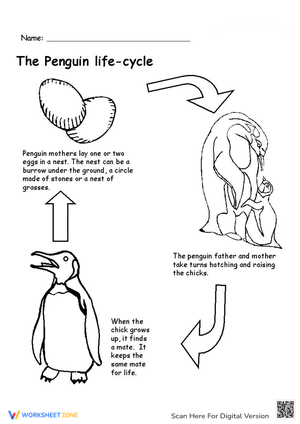 Penguin Life Cycle: Educational Worksheet for Kids