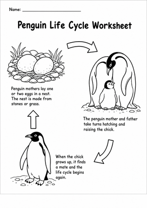 Penguin Life Cycle Printable Worksheet | Grade 3-4