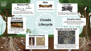 Cicada Life Cycle: An Overview
