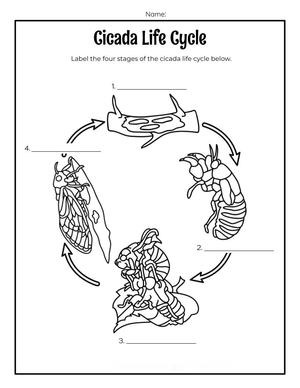Explore the Cicada Life Cycle Stages