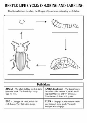 Grade 3 Beetle Life Cycle — Printable No-Prep Worksheet
