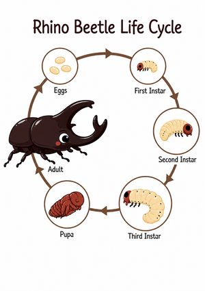 Rhino Beetle Life Cycle — Essential Grade 3 Science